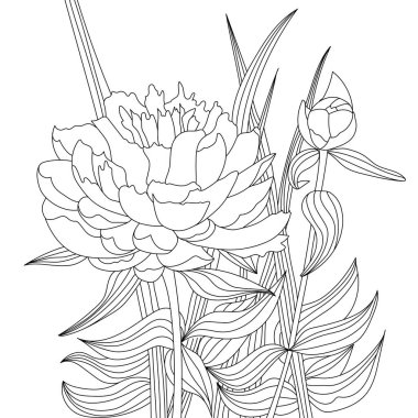 Yapraklarda şakayık çiçeği ve tomurcuk. Vektör boyama kitabı sayfaları. El çizimi çizimi. Tek renkli çiçekli arka plan duvar kağıdı. Çiçek süsü ağ, baskı ve şablon için iyidir.