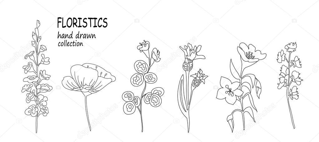 Vector Botanical Set. Spring herbs and flowers. Hand drawn wildflowers and poppies. Elements for your design