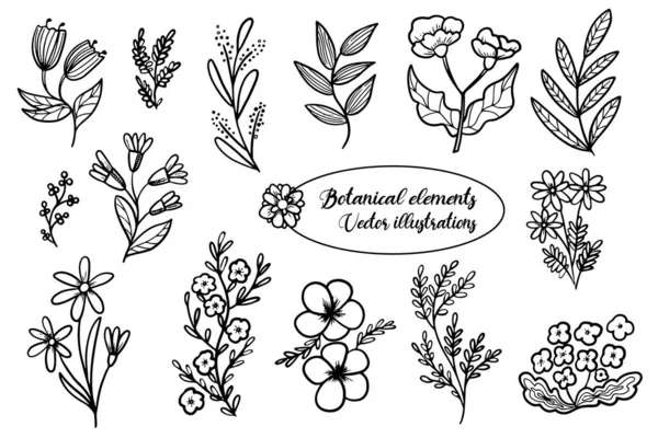 Conjunto Botánico Vectorial Hierbas Flores Primavera Verano Flores Silvestres Dibujadas — Vector de stock