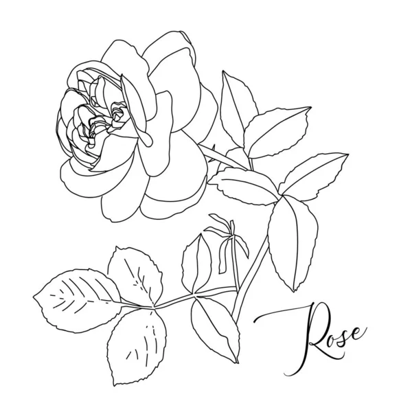 Illustration Une Grande Rose Avec Des Feuilles Dessinée Main Eléments — Image vectorielle