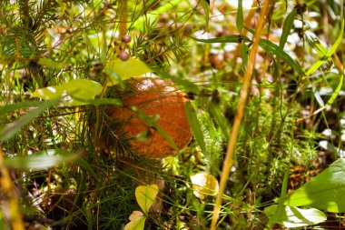 Ormanda beyaz mantar, güneşin altında çimlerin içinde.