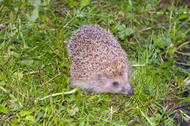 Akşamları yeşil çimlerde kirpi