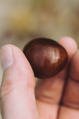 Tek bir kestaneyi tutan bir el. Parmaklar bir kestane tutuyor. Yüksek kalite fotoğraf. Sonbahar havası.