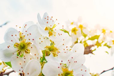 Güneş ışığında açan beyaz bir çiçek. Makro fotoğrafçılık. Yakın plan. Bahar. Yeni başlangıç.