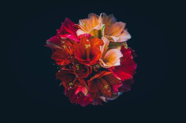 Amaryllis 'in pembe, kırmızı ve turuncu renkli olduğu bir buketin yakın çekimi..