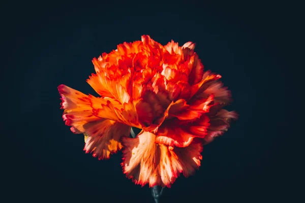 Macro Close Dianthus Caryophyllus Contra Fundo Preto Arte Floral Red — Fotografia de Stock