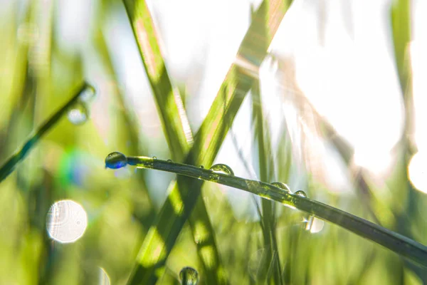 Macro Shot Green Grass Water Drops Morning Sunlight Spring Feeling — Stock Photo, Image