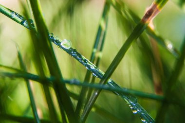 Makro yeşil çimen ve sabah güneşinde su damlaları. Bahar hissi.
