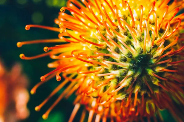 Leucospermum Cordifolium 'un makro yakın çekimi. İğnelik çiçeği. Kırmızı ve turuncu.