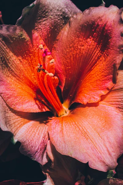 Güneşte Açan Kırmızı Bir Amaryllis Makro Yakın Çekimi — Stok fotoğraf