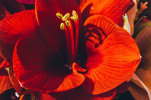 Güneşte açan kırmızı bir Amaryllis 'in makro yakın çekimi.