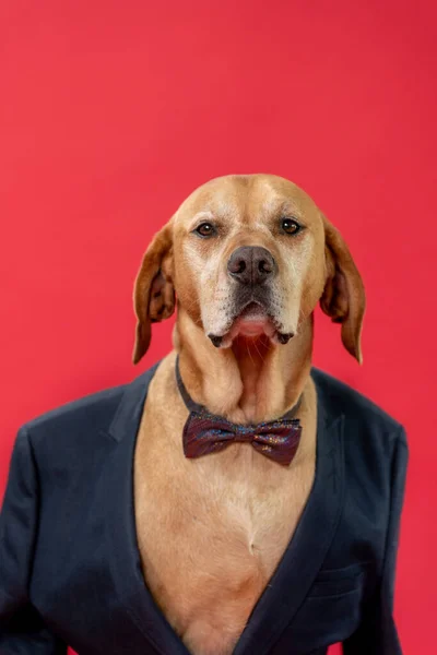 Cute dog with bow-tie and business suit. Against a red background. Christmas and New Years eve vibe. High quality photo