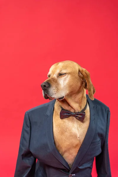 Papyonlu ve takım elbiseli şirin bir köpek. Kırmızı arka planda. Noel ve Yeni Yıl Arifesi havası. Yüksek kalite fotoğraf