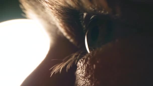 Extreme Nahaufnahme Eines Blinkenden Auges Zeitlupe Und Auflösung Kinderauge Braun — Stockvideo