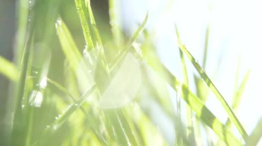Makro yeşil çimen ve sabah güneşinde su damlaları. Bahar hissi. El çimenlere dokunuyor.