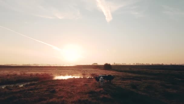 Zdjęcie Lotnicze Wsi Wiejskiej Mgłą Wschodzie Słońca Holandia Woda Groble — Wideo stockowe
