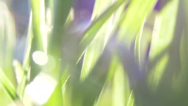 Macro Shot Van Groen Gras Met Water Druppels Ochtend Zonlicht — Stockvideo