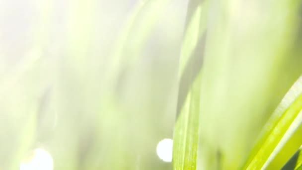 Makroaufnahme Von Grünem Gras Mit Wassertropfen Der Morgensonne Frühlingsgefühle — Stockvideo