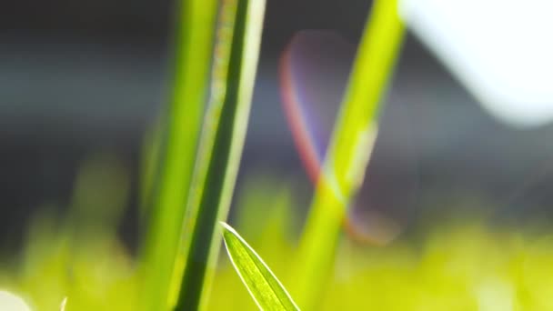 朝の日差しの中で水が落ちる緑の草のマクロショット 春の気分 — ストック動画
