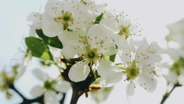 Kirschblüten blühen im Sonnenlicht. 4k. — Stockvideo