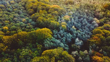 Sonbahar renklerinde bir ormanın üzerinde gün doğumu. Hollanda, Utrechtste heuvelrug. Yüksek kalite fotoğraf