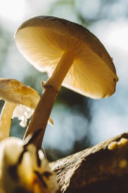 Sonbahar renklerinde büyülü bir ormanda mantarlar. Makro atış. Yüksek kalite fotoğraf