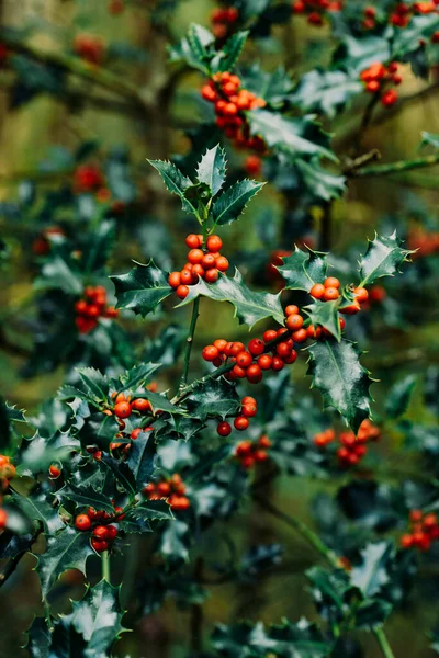 自然の中で成長する赤い果実を持つホリー クリスマスの背景 高品質の写真 — ストック写真