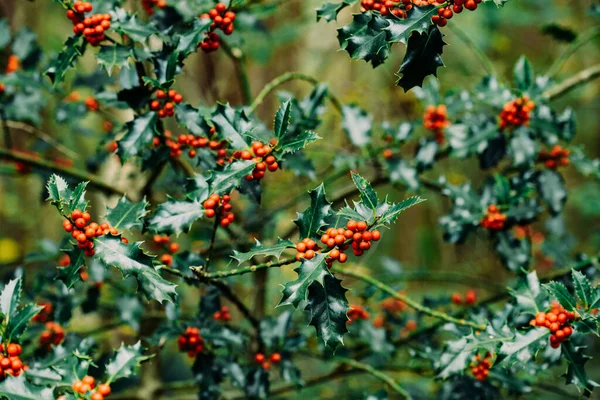 Houx Aux Baies Rouges Poussant Dans Nature Fond Noël Photo — Photo