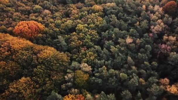 Strzał Drona Lasu Jesiennych Kolorach Wysokiej Jakości Materiał Filmowy Fullhd — Wideo stockowe