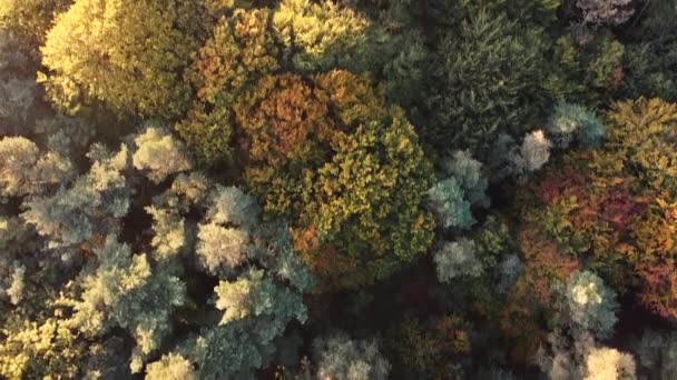 秋の色で森のドローンショット 高品質のフルHd映像 — ストック動画