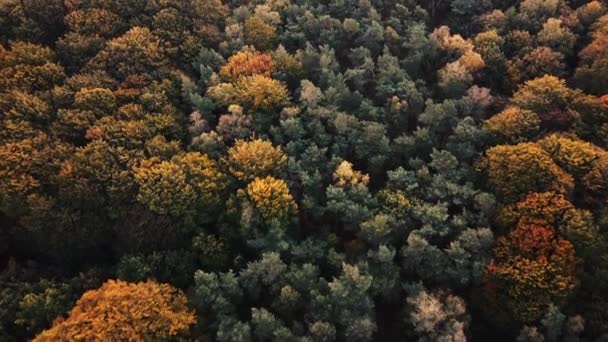 Strzał Drona Lasu Jesiennych Kolorach Wysokiej Jakości Materiał Filmowy Fullhd — Wideo stockowe