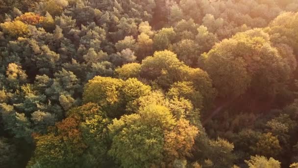 Dron Rozstrzelany Podczas Wschodu Słońca Las Jesienny Kolor Wysokiej Jakości — Wideo stockowe
