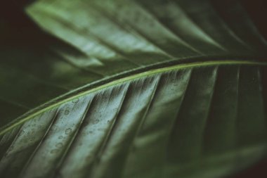 Koyu yeşil bir palmiye yaprağı. Strelitzia. Cennet kuşu bitkisi. Çiçek. Yüksek kalite fotoğraf