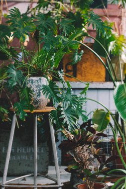 Bir sürü yeşil çiçekli küçük bir seranın içinde. Boho tarzı. Eklektik. Yüksek kalite fotoğraf