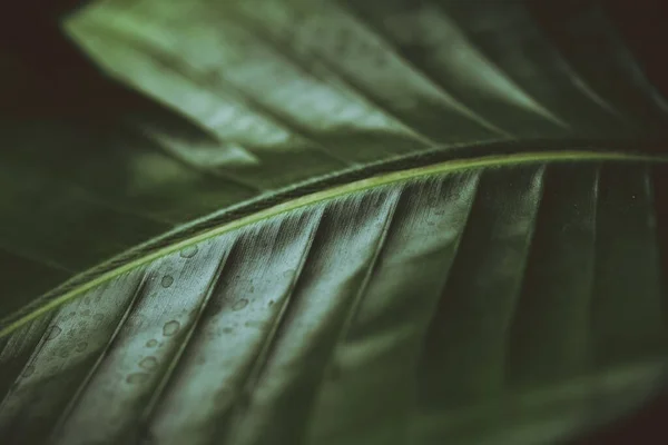 Donker Humeurig Groen Blad Van Een Palm Strelitzia Paradijsvogel Woonachtig — Stockfoto