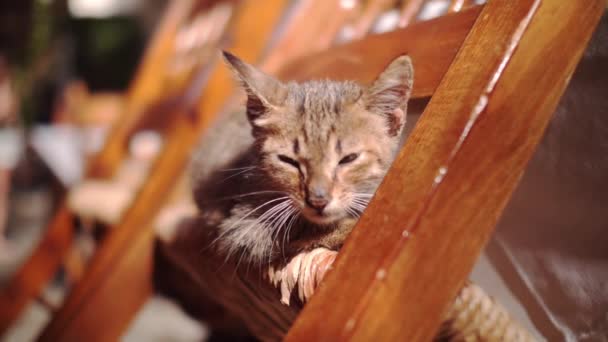 Kotě leží na židli v letním slunci. Kočičí relaxace venku. — Stock video