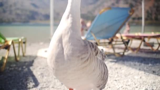 Parlak renkleri ve plaj sandalyeleri olan güneşli bir sahilde kaz.. — Stok video