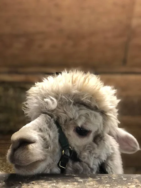 Cute fluffy head of an alpaca.
