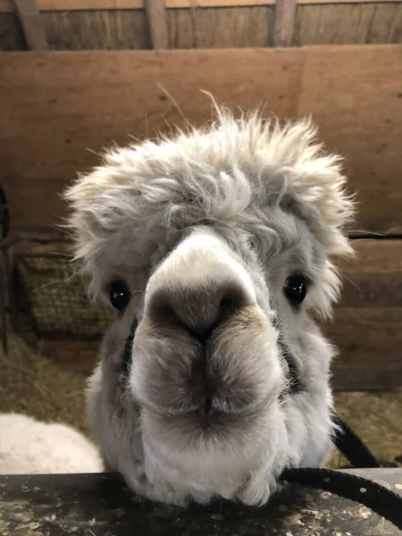 Cute fluffy head of an alpaca. — Stock Photo, Image
