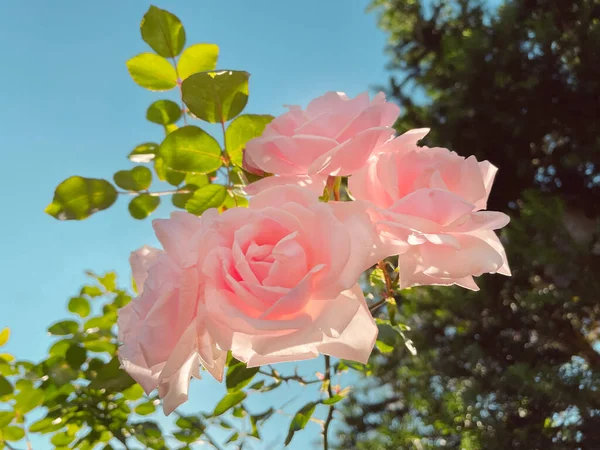 Rosas rosa delicadas em um jardim de primavera em cores vintage com um céu azul. — Fotografia de Stock