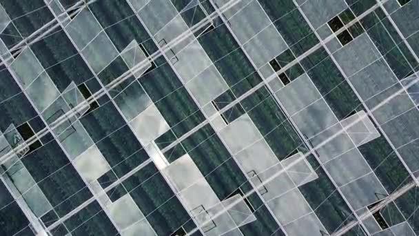 Flying over a large greenhouse. Drone shot. Topview with sky reflecting in the glass. — Stock Video