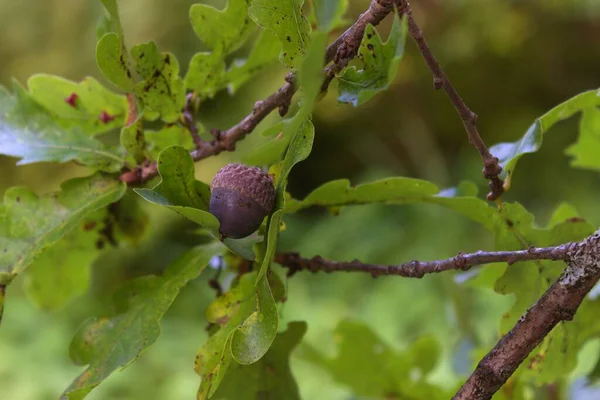 An acorn among oak branches