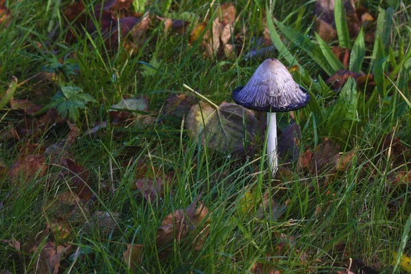 orman içinde büyüyen mantar