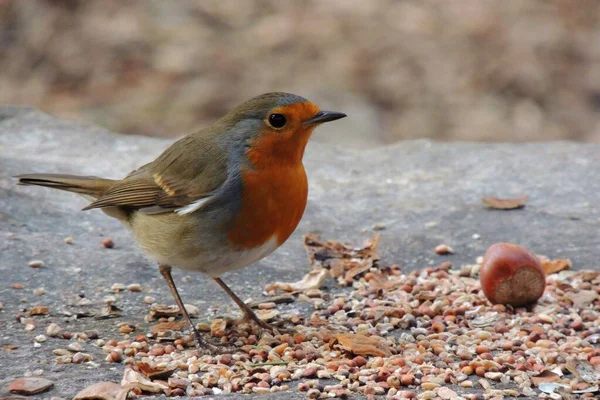 red robin ( erithacus rubecula ) perched on a tree in the forest