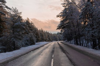 Kar kaplı ağaç gövdeleri ile sabah sisinde soğuk kış ormanı. Karla kaplı orman yolu. Güneşin doğuşundaki güzel kış manzarası. Ağaç yaprakları yol boyunca buzullar ve güneş ışığı altında