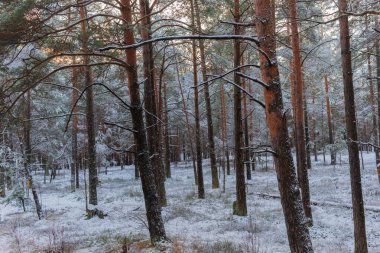 Soğuk kış ormanı sabah güneşinde, karla kaplı ağaç gövdeleriyle. Sabah ayazı ve çam ağaçları