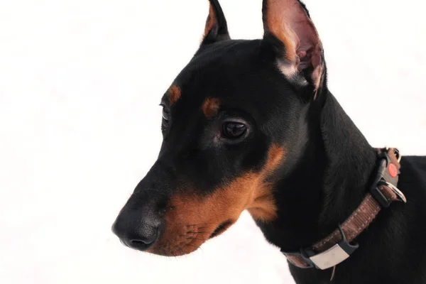 Närbild Porträtt Stilig Miniatyr Pinscher Vintern Miniatyr Pinscher Vit Bakgrund — Stockfoto