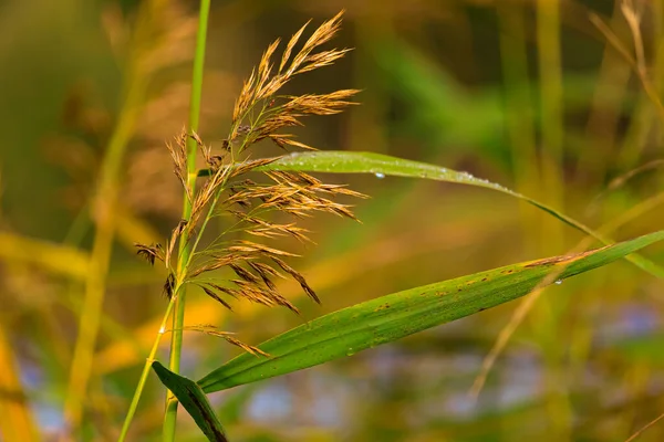 Dry Reed Branch Dry Cane Background Nature — Stock Photo, Image