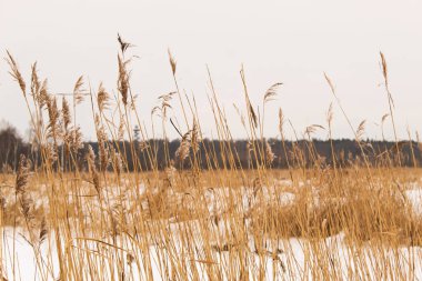 Gölde kuru kamış, kamış tabakası, kamış tohumları. Kış doğasında altın sazlıklar. Soyut doğal arkaplan. Nötr renklerle güzel desen. 
