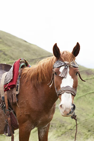 南米ペルーの採石場インカ トレッキング トレイルの馬 — ストック写真